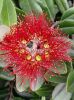 Pohutukawa blossom